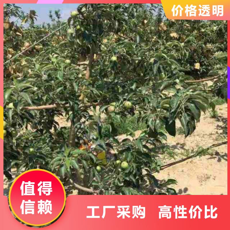 蘋果苗好產品價格低