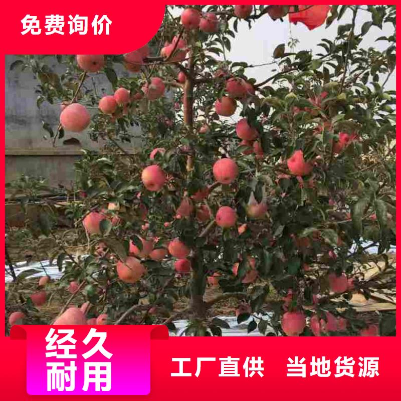 蘋果苗,葡萄苗工廠批發