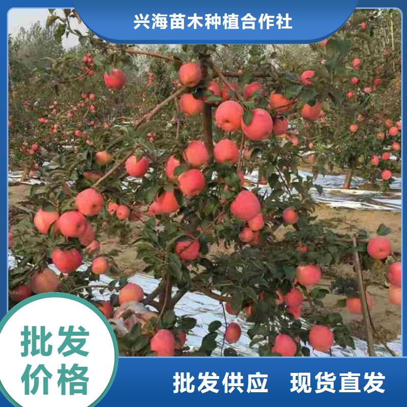 苹果苗李子苗高品质现货销售
