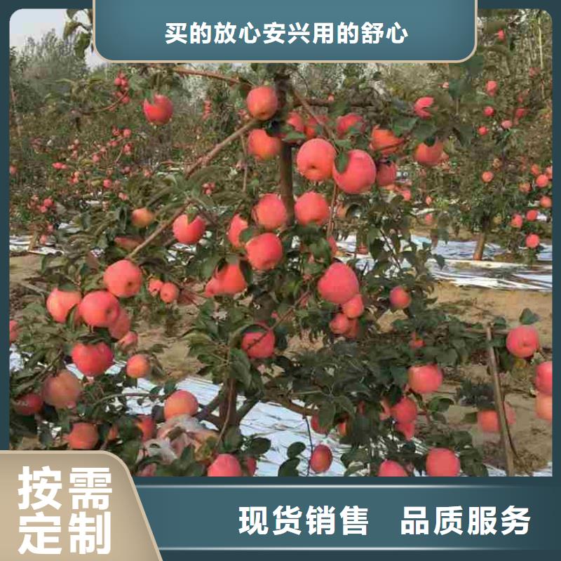 蘋果苗,桃樹苗支持大小批量采購
