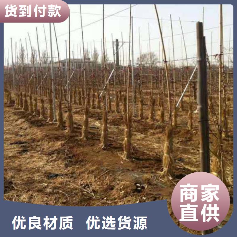 蘋果苗,葡萄苗工廠批發