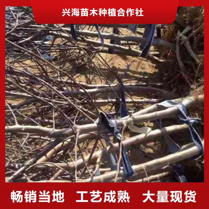 蘋果苗,葡萄苗工廠批發