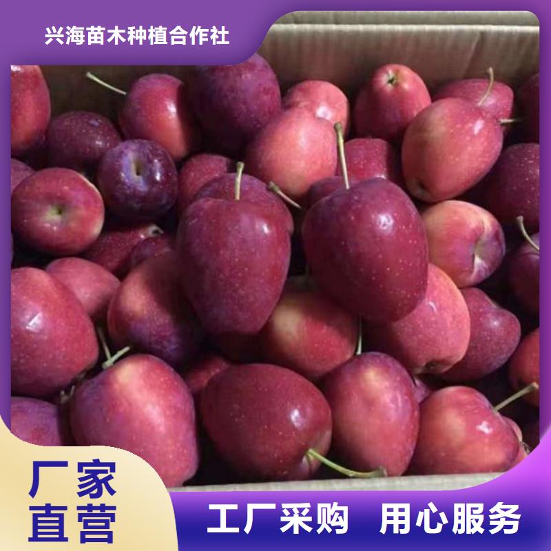 蘋果苗,葡萄苗工廠批發