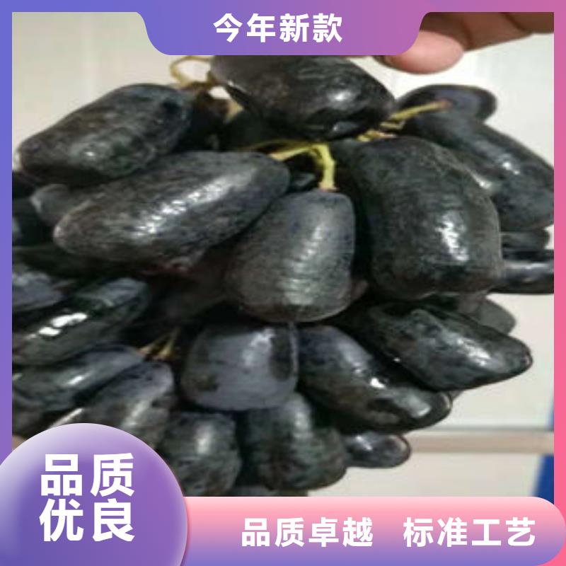 葡萄苗李子苗價(jià)格實(shí)惠工廠直供