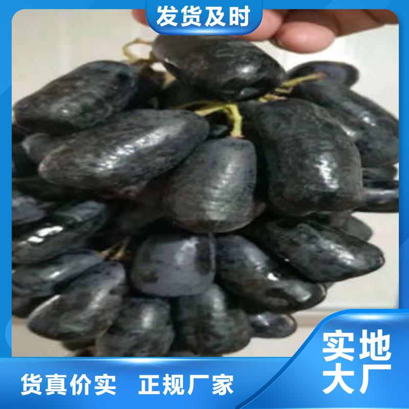 葡萄苗桃樹苗多行業適用