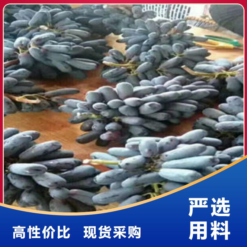 葡萄苗藍(lán)莓苗來圖定制