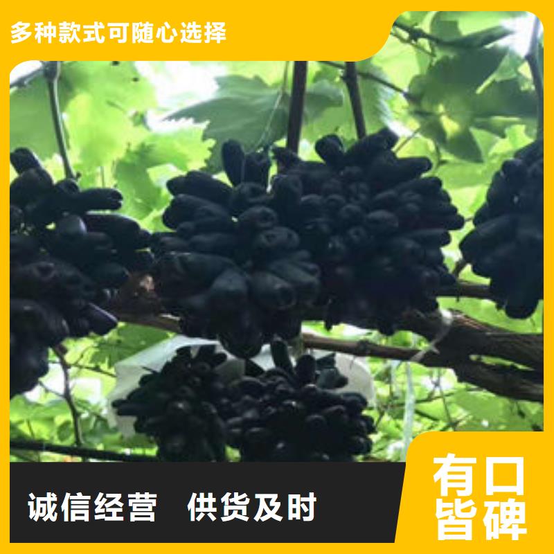 葡萄苗-梨樹苗量少也做