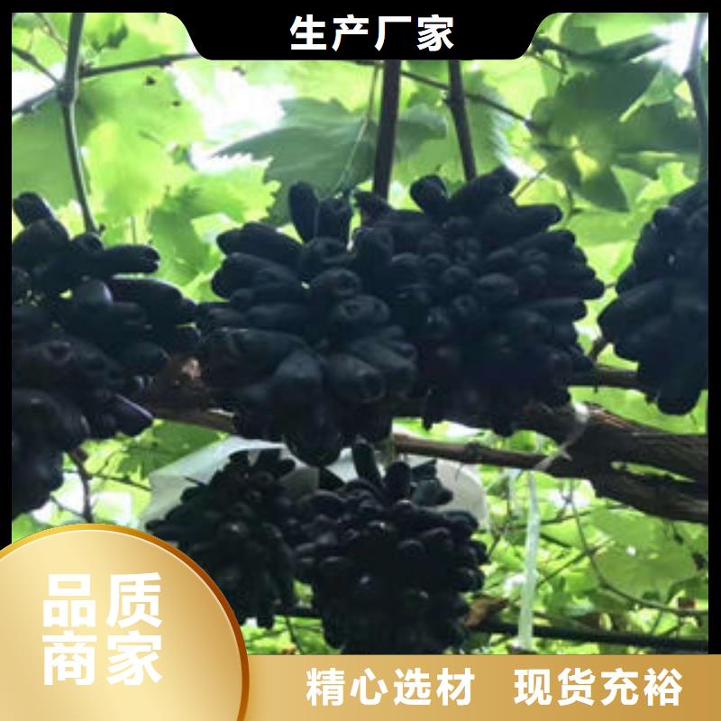 葡萄苗藍莓苗來圖定制