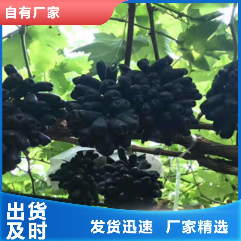 葡萄苗梨樹苗質檢嚴格放心品質