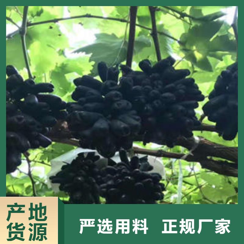 葡萄苗梨樹苗可放心采購
