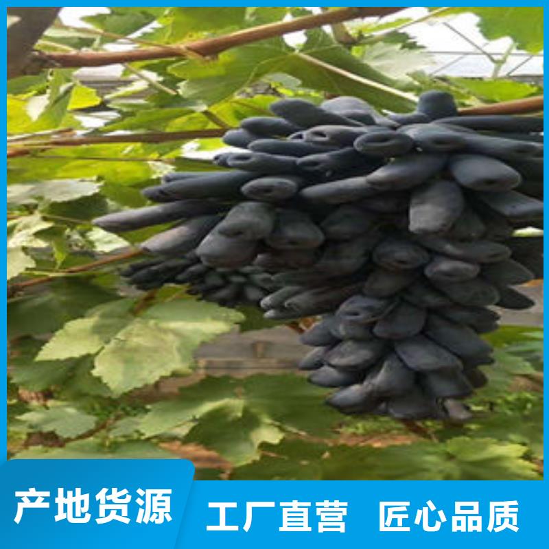 葡萄苗板栗苗精工細作品質優良