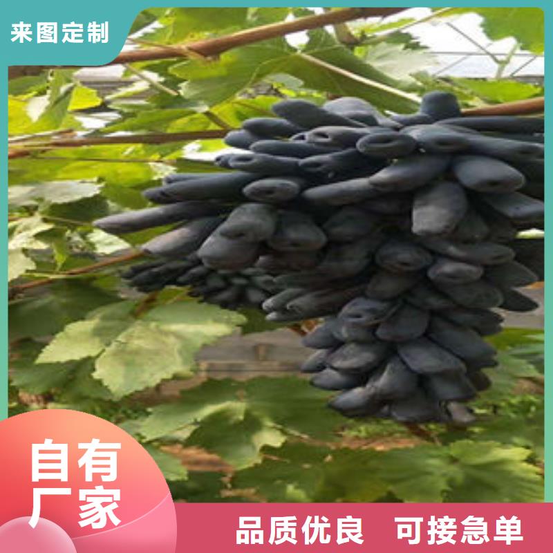 葡萄苗板栗苗精工細作品質優良