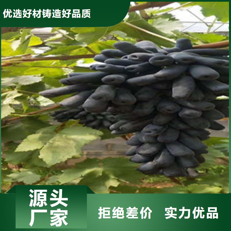 葡萄苗板栗苗精工细作品质优良