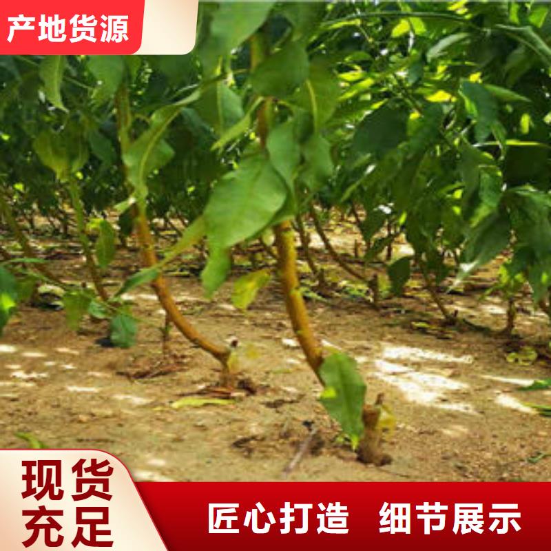 葡萄苗梨樹苗質檢嚴格放心品質