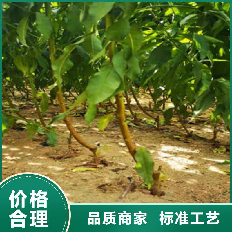 葡萄苗藍莓苗讓客戶買的放心
