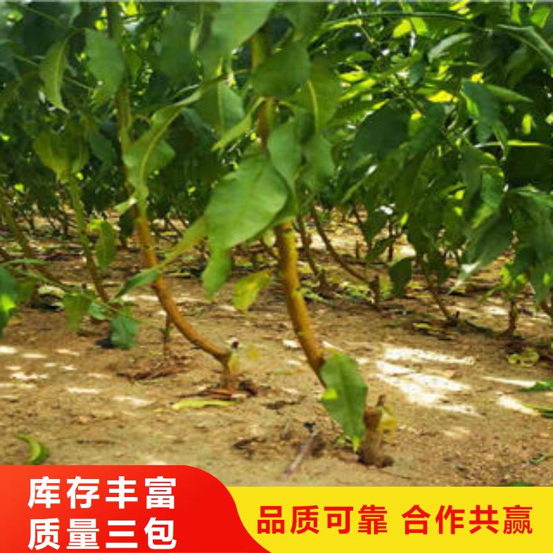 葡萄苗板栗苗精工细作品质优良