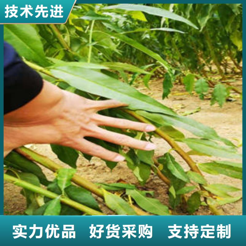 葡萄苗花椒苗多種規(guī)格可選