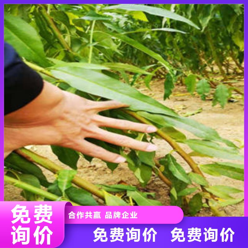 葡萄苗_【桃樹苗】工廠認證
