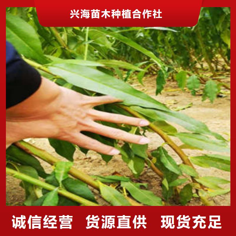 花椒苗视频-甘肃省天水市|武山|秦州|平凉|武威|甘南|定西|兰州|酒泉花椒苗-兴海