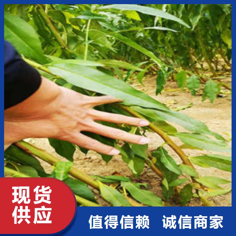 葡萄苗板栗苗產地源頭好貨