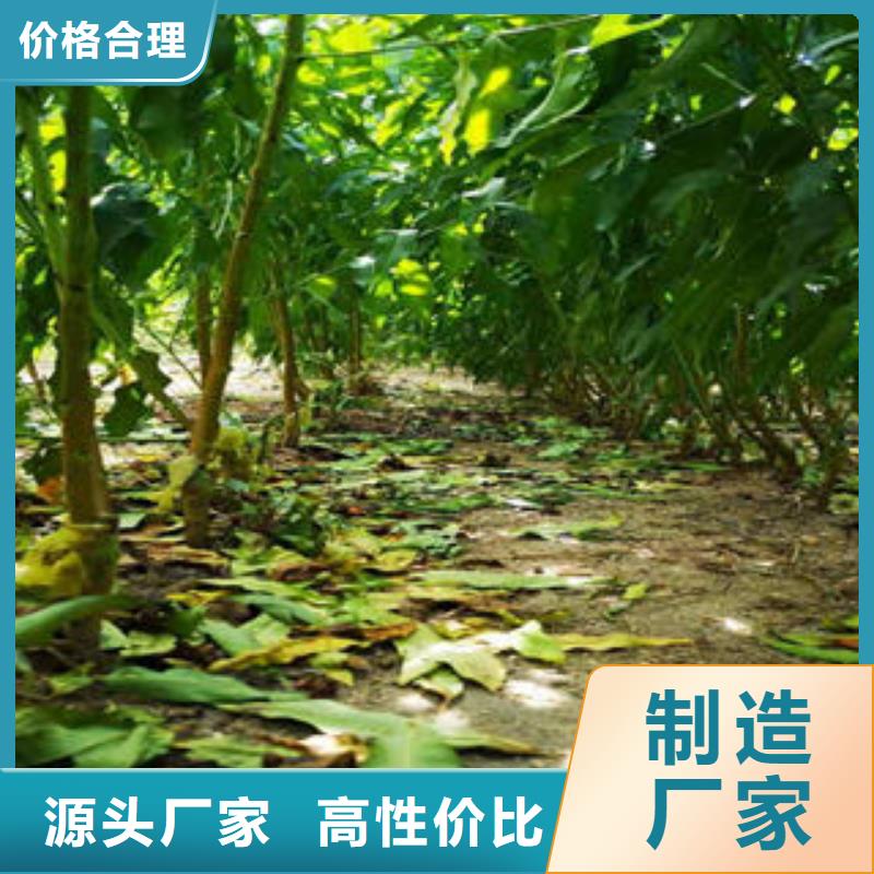 花椒苗视频-花椒苗-兴海苗木种植社(辽宁省分公司)服务区域葫芦岛|鞍山|朝阳|阜新|盘锦