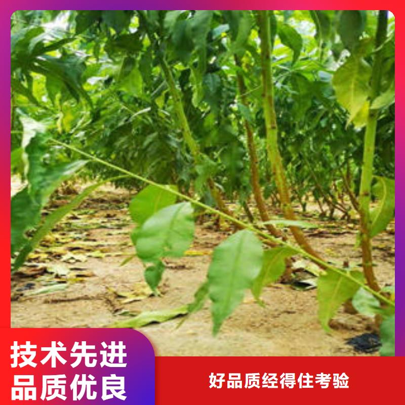 葡萄苗板栗苗产地源头好货