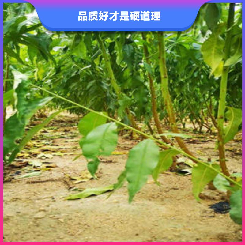 花椒苗视频-甘肃省天水市|武山|秦州|平凉|武威|甘南|定西|兰州|酒泉花椒苗-兴海