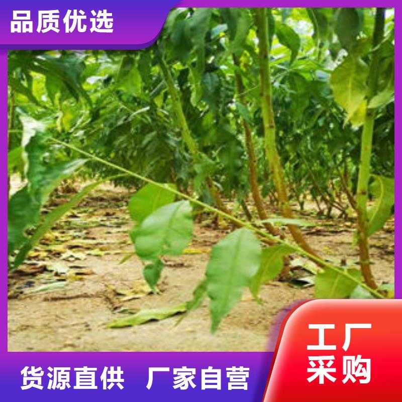 葡萄苗桃樹苗產品細節