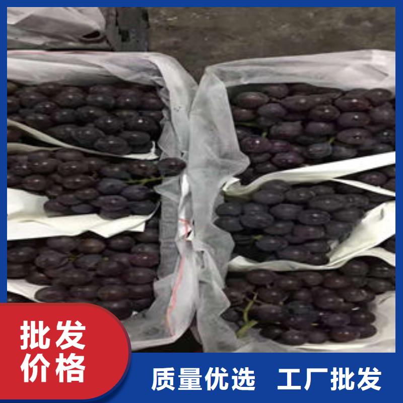 葡萄苗,桃樹苗一周內發貨