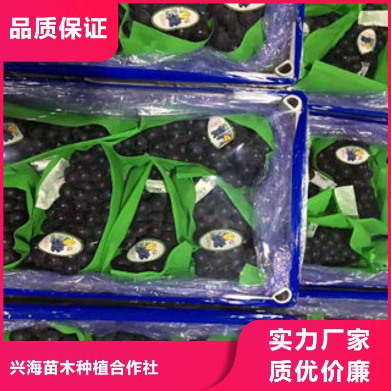 【葡萄苗_山楂苗優選廠家】