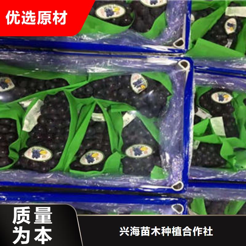 花椒苗视频-甘肃省天水市|武山|秦州|平凉|武威|甘南|定西|兰州|酒泉花椒苗-兴海