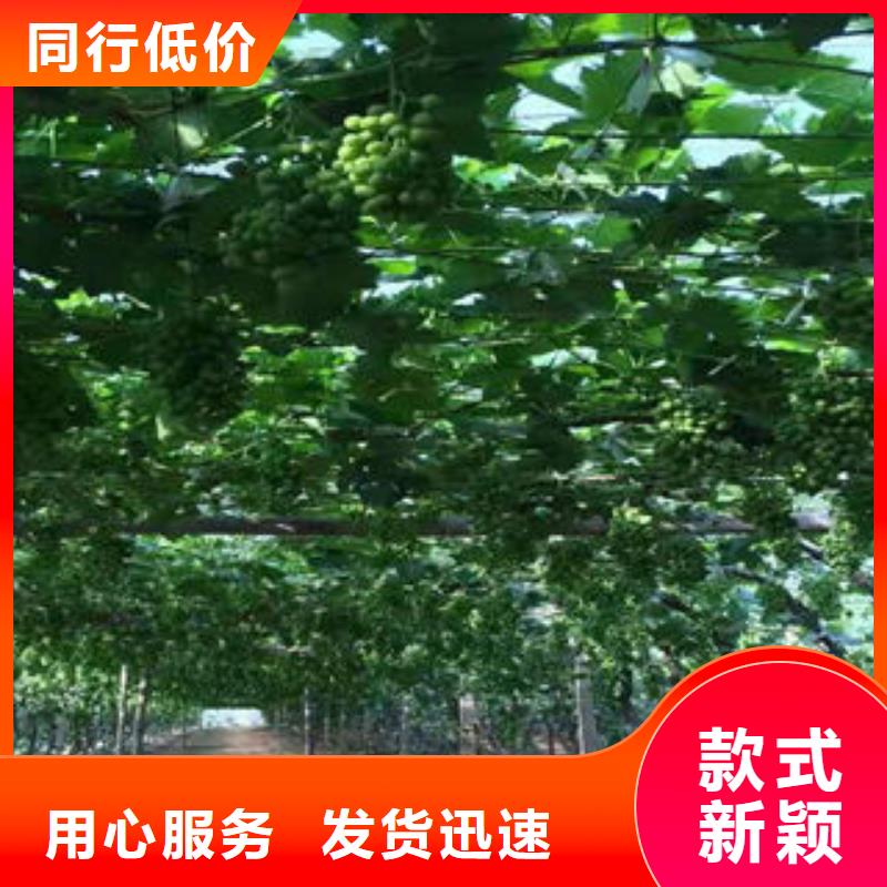 【葡萄苗桃樹苗多年行業經驗】