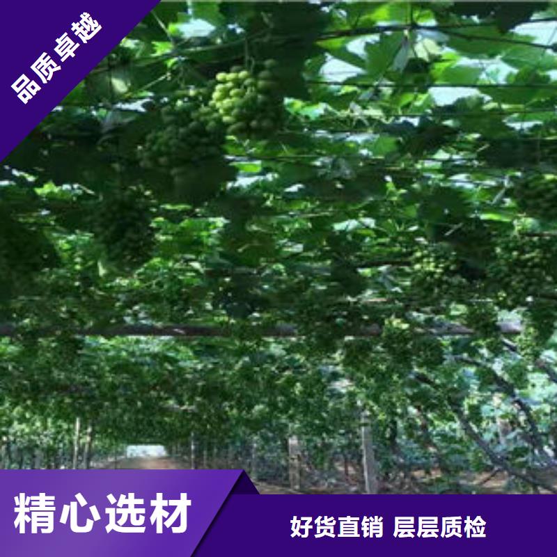 花椒苗视频-花椒苗-兴海苗木种植社(辽宁省分公司)服务区域葫芦岛|鞍山|朝阳|阜新|盘锦