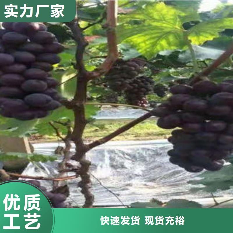 葡萄苗-桃樹苗源頭廠源頭貨