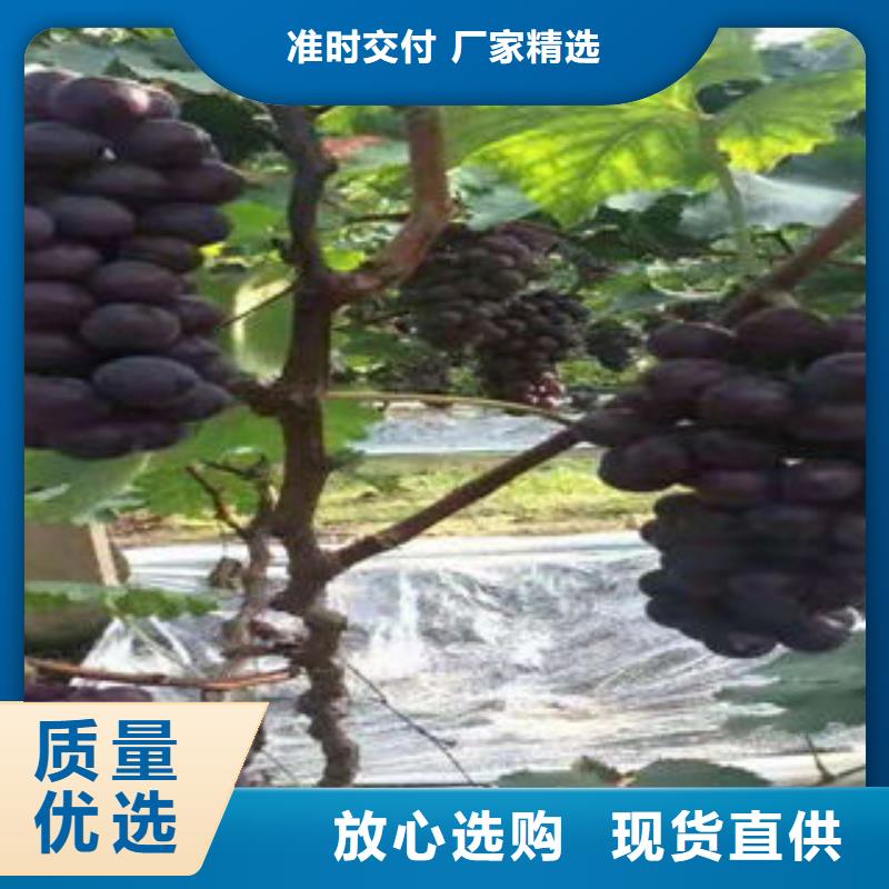 葡萄苗板栗苗产地源头好货