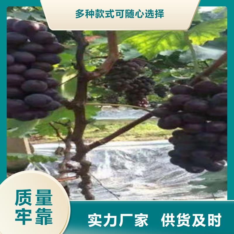葡萄苗藍莓苗來圖定制