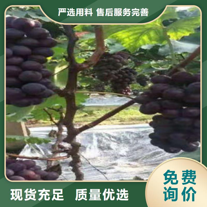 葡萄苗板栗苗精工細作品質優良