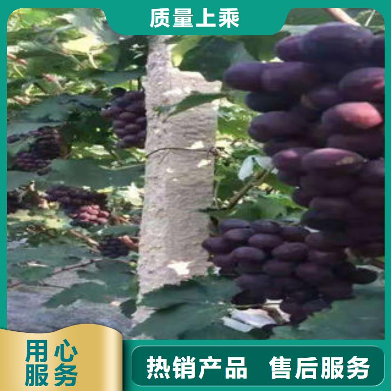 葡萄苗藍莓苗來圖定制