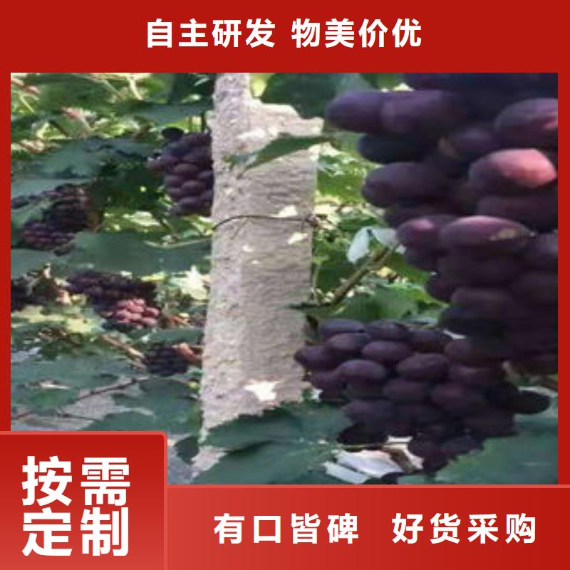 花椒苗视频-甘肃省天水市|武山|秦州|平凉|武威|甘南|定西|兰州|酒泉花椒苗-兴海
