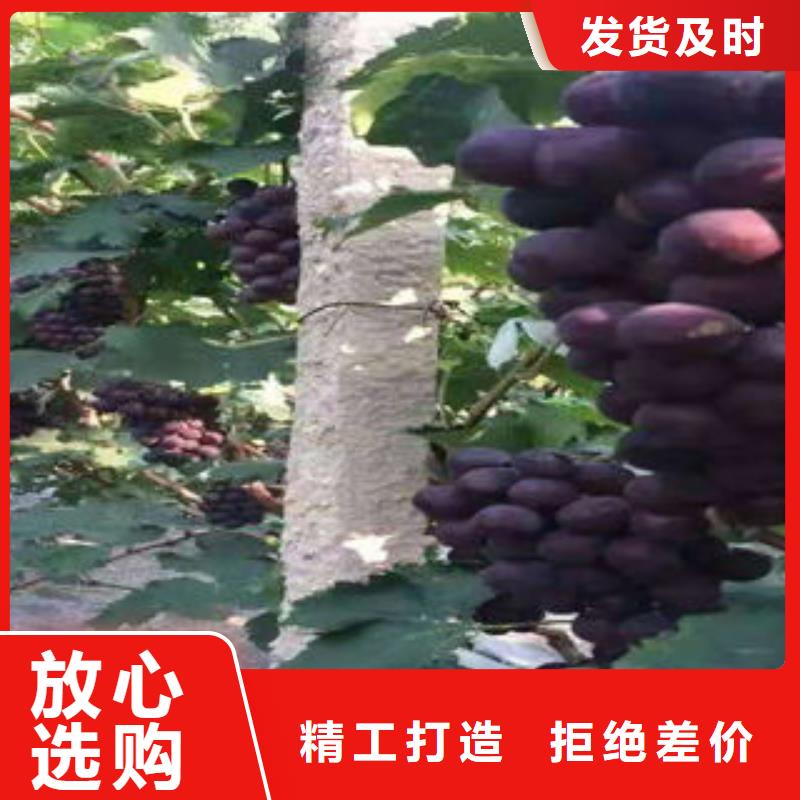葡萄苗【山楂苗】安裝簡單