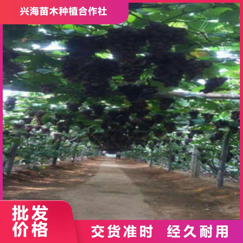 葡萄苗花椒苗多種規(guī)格可選