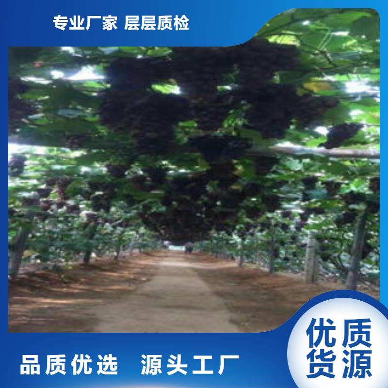 葡萄苗山楂苗擁有核心技術優勢