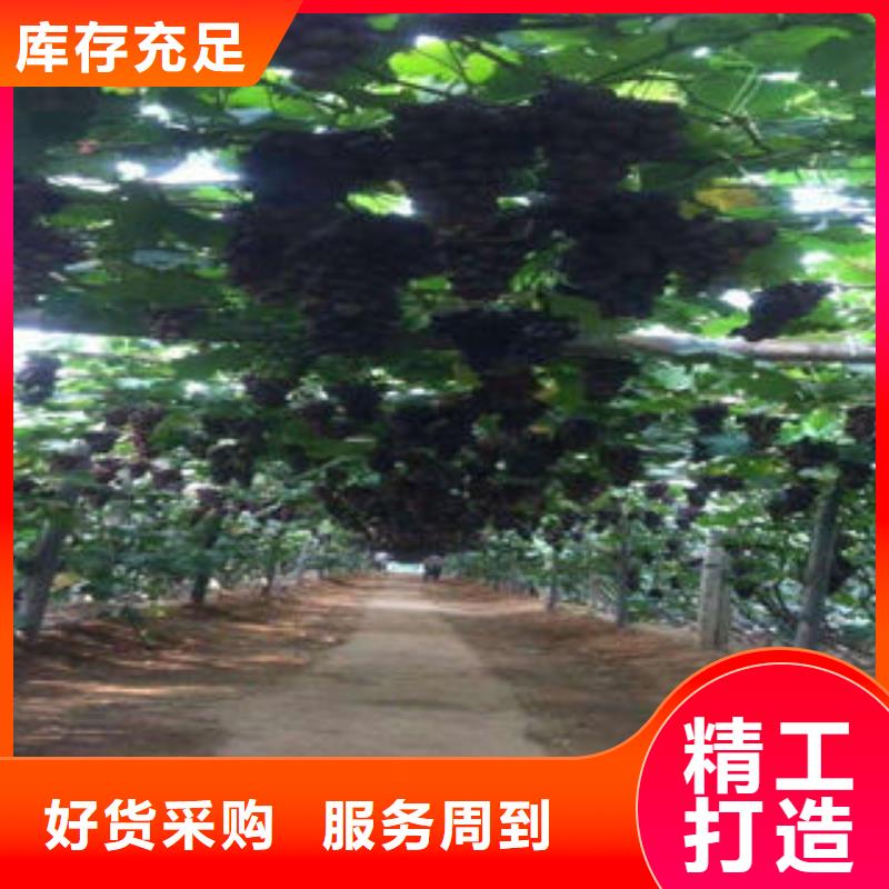 葡萄苗李子苗價(jià)格實(shí)惠工廠直供