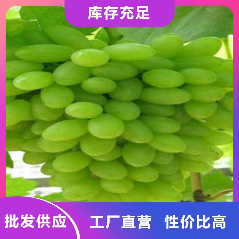 葡萄苗梨樹苗質檢嚴格放心品質
