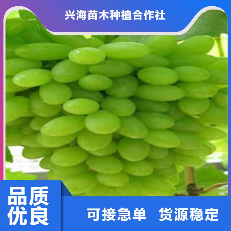 花椒苗视频-甘肃省天水市|武山|秦州|平凉|武威|甘南|定西|兰州|酒泉花椒苗-兴海