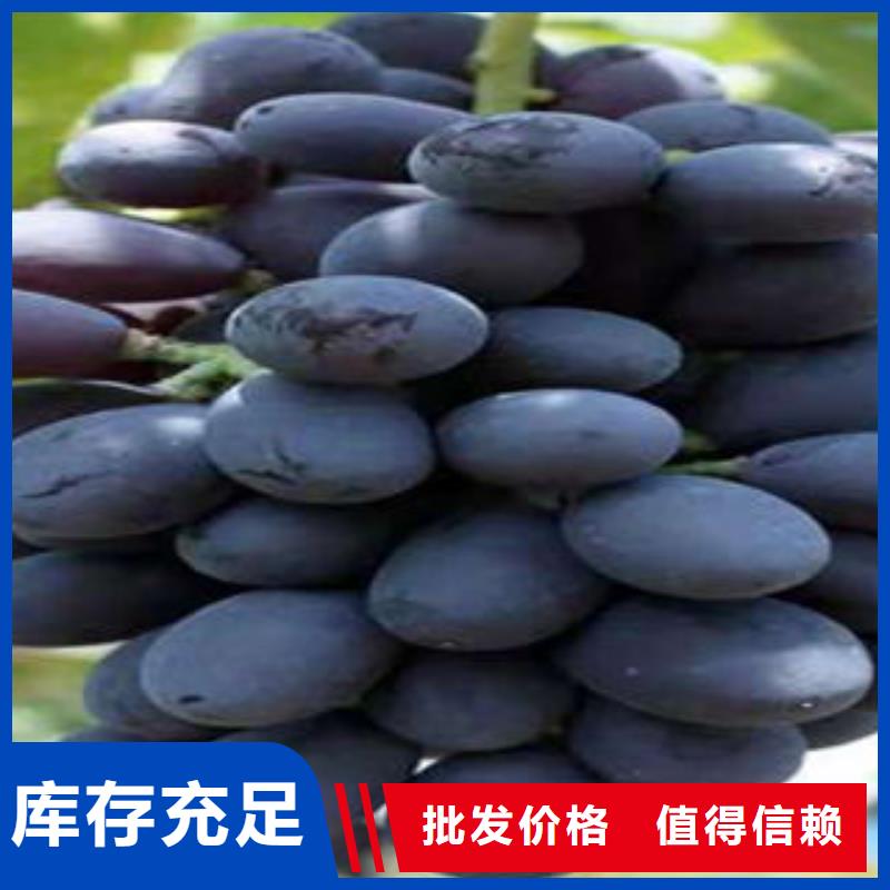 葡萄苗實力派廠家