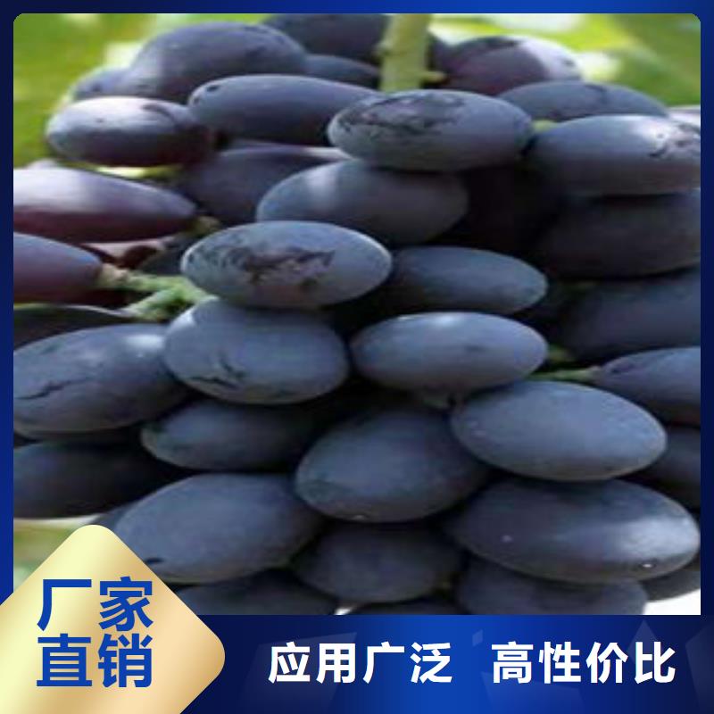 葡萄苗藍莓苗讓客戶買的放心
