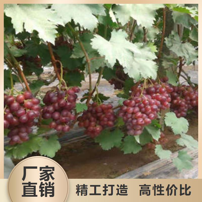 葡萄苗藍莓苗讓客戶買的放心