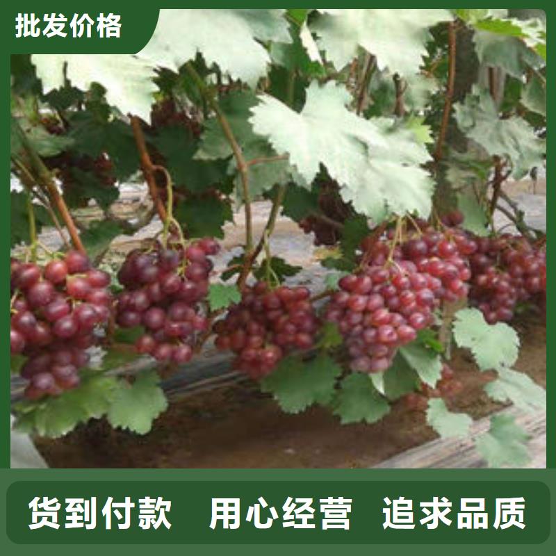 葡萄苗板栗苗精工细作品质优良