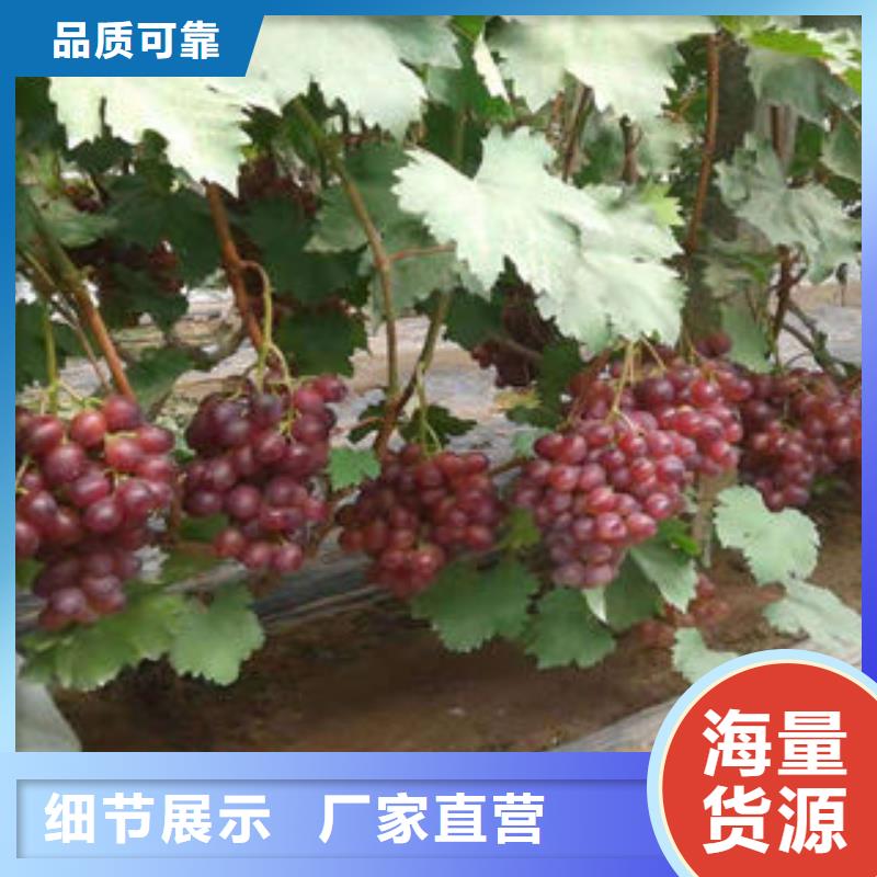 葡萄苗,藍莓苗做工細致